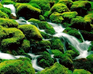 石头绿苔清水流淌