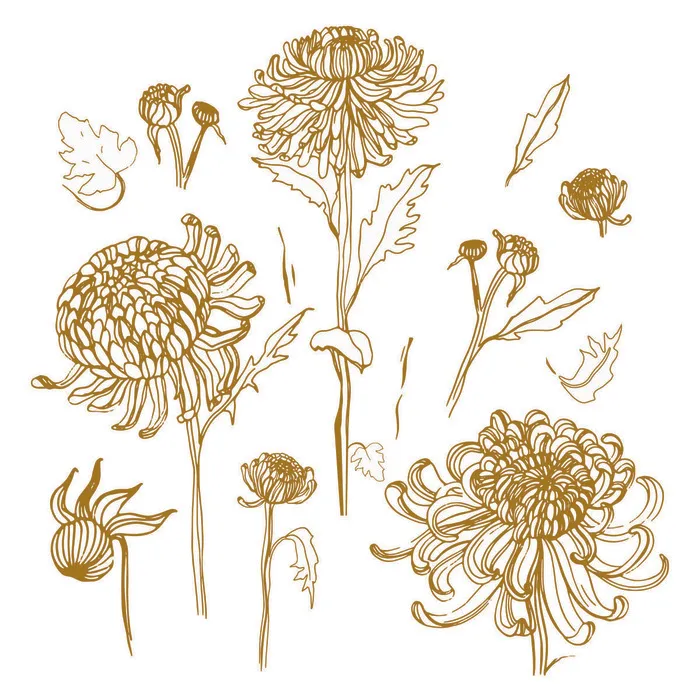 设计手绘菊花背景eps,ai矢量模版下载