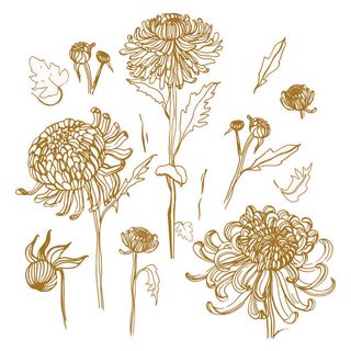 设计手绘菊花背景