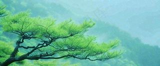 悬崖高山意境云层绿树树木特写