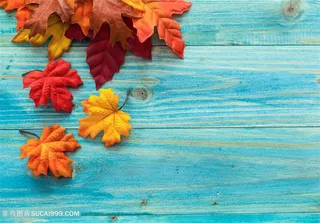 秋天美丽的枫叶装饰高清图