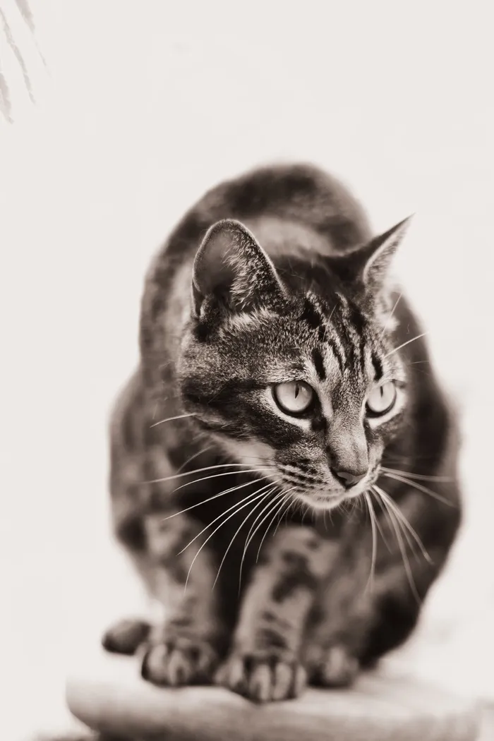 可爱猫咪猫猫摄影素材