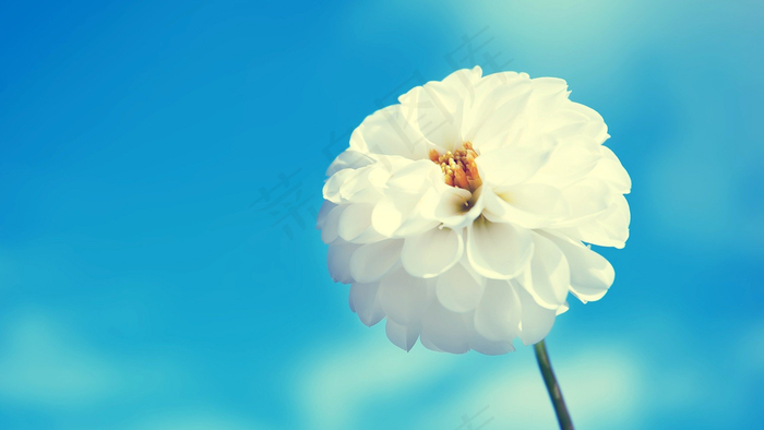 夏季夏天花好看的花