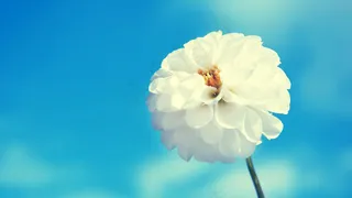 夏季夏天花好看的花