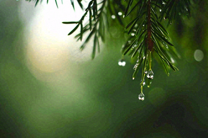 绿色树林里面下雨过后的松枝挂着水滴摄影图