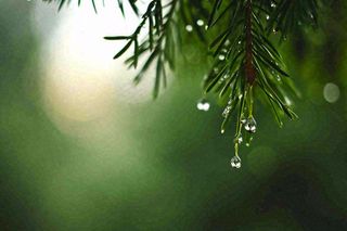 绿色树林里面下雨过后的松枝挂着水滴摄影图