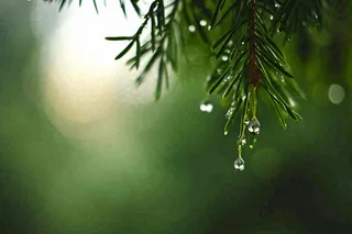 绿色树林里面下雨过后的松枝挂着水滴摄影图