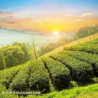 晨曦里的茶叶园田园风光