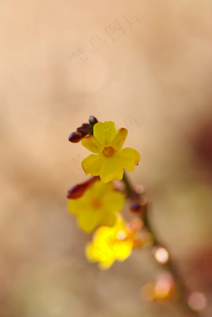 高清迎春花图片下载