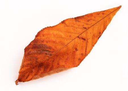 秋叶叶子六 秋叶叶子六