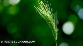 狗尾巴草素材图片