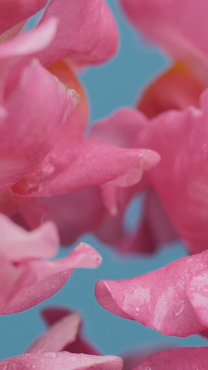 湿郁金香花瓣质地