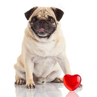 宠物狗可爱呆萌小狗狗高清图片