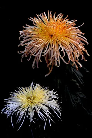 漂亮的菊花摄影素材