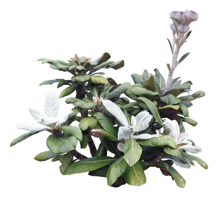 高清树木素材 免抠PSD植物素材 美术绘画园林贴图 树草灌木花草