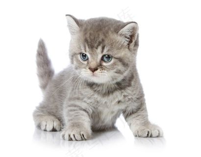 可爱的宠物小猫咪大图