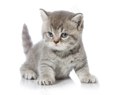 可爱的宠物小猫咪大图