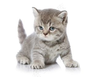 可爱的宠物小猫咪大图