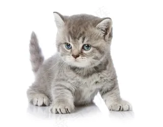 可爱的宠物小猫咪大图