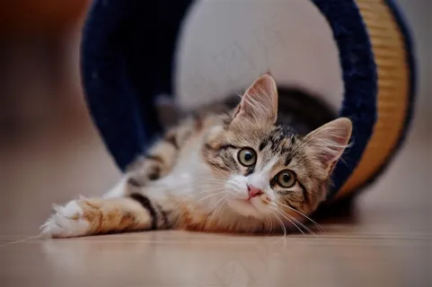 卷筒里的小花猫咪图片 卷筒里的小花猫咪图片