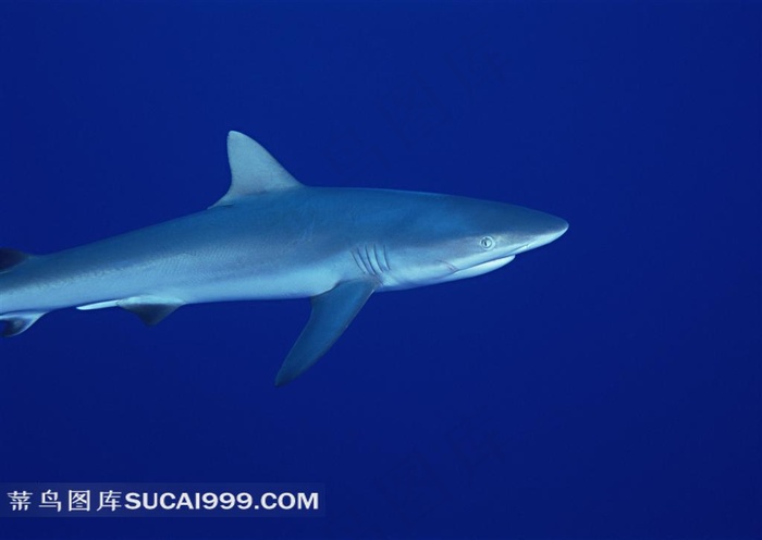 鲨鱼高清摄影图