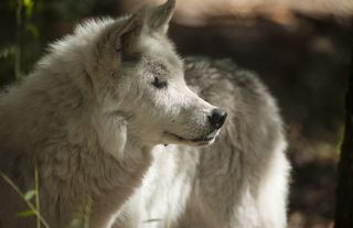 一头顽固的狼图片