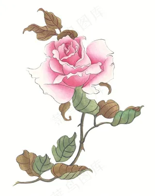 花卉系列美图素材