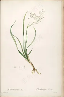 高清雷杜德原版花草图谱水彩插画 高清雷杜德原版花草图谱水彩插画
