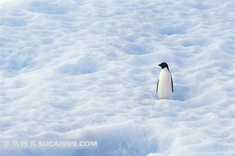 冰川雪地上的企鹅摄影 冰川雪地上的企鹅摄影