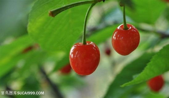素食新鲜的樱桃