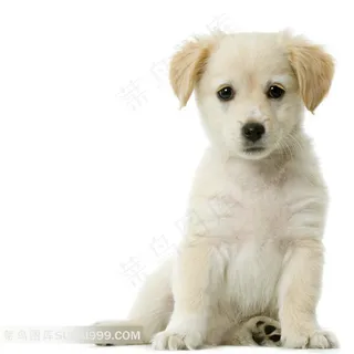 宠物狗图片素材