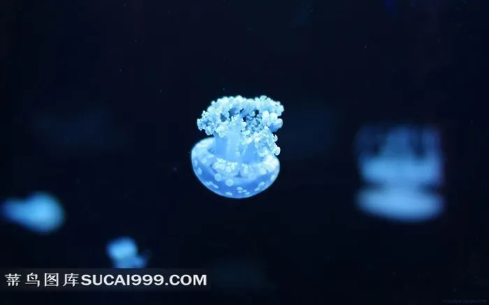 海底游动的水母