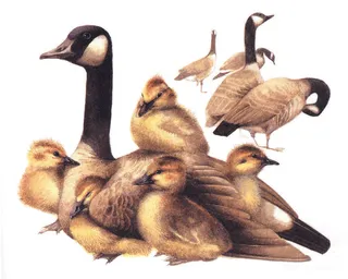 野鸭子高清油画