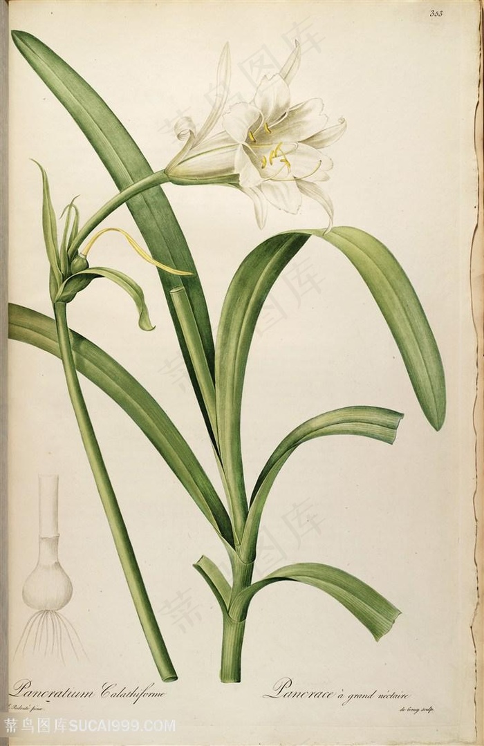 雷杜德原版高清喇叭花花草图谱