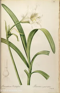 雷杜德原版高清喇叭花花草图谱