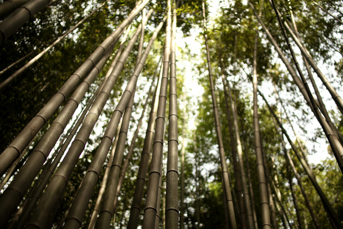 高清竹子竹林竹叶