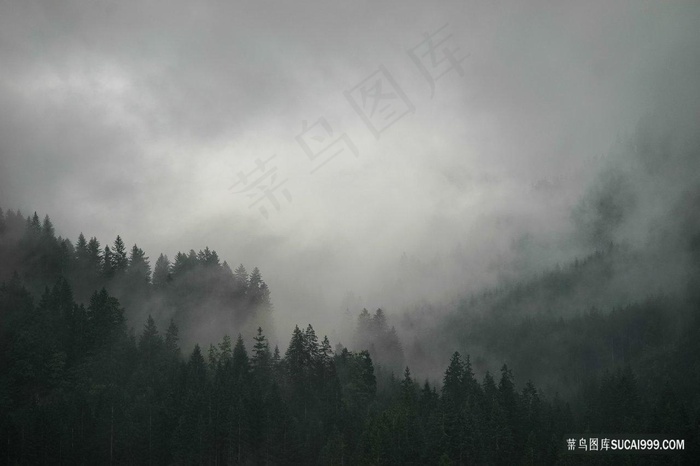 雾朦朦的山林图片