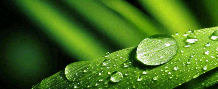 夏天绿叶露水露珠萌芽清新，雨水白露谷雨摄影图(1712x704)