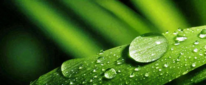 夏天绿叶露水露珠萌芽清新，雨水白露谷雨摄影图(1712x704)
