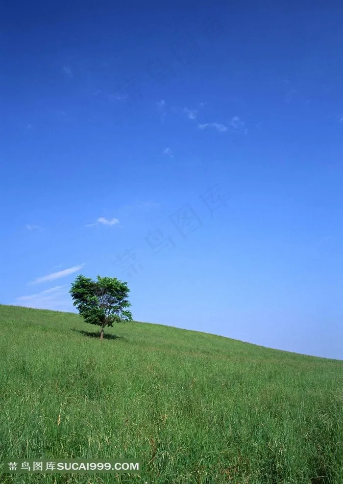 陆地旷野山坡上的绿树
