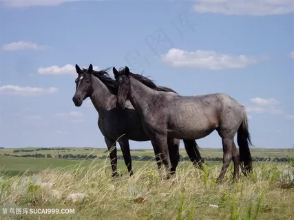 两匹黑色的骏马图片
