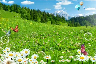 绿草菊花蝴蝶背景