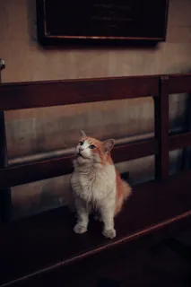 可爱猫咪猫猫摄影素材