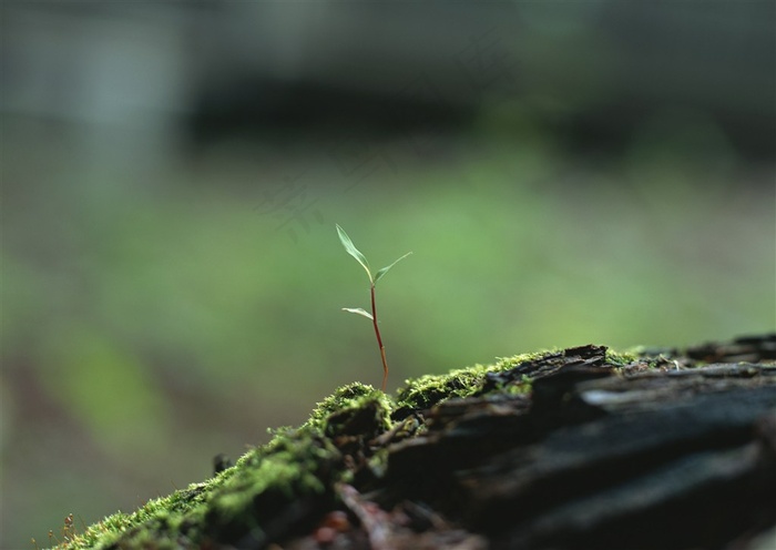 树木风景绿色摄影图片