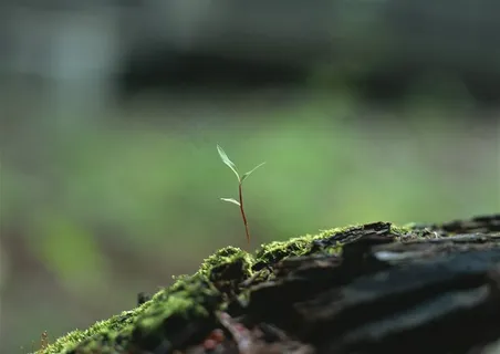 树木风景绿色摄影图片 树木风景绿色摄影图片