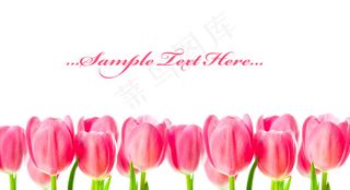 一排郁金香图片下载