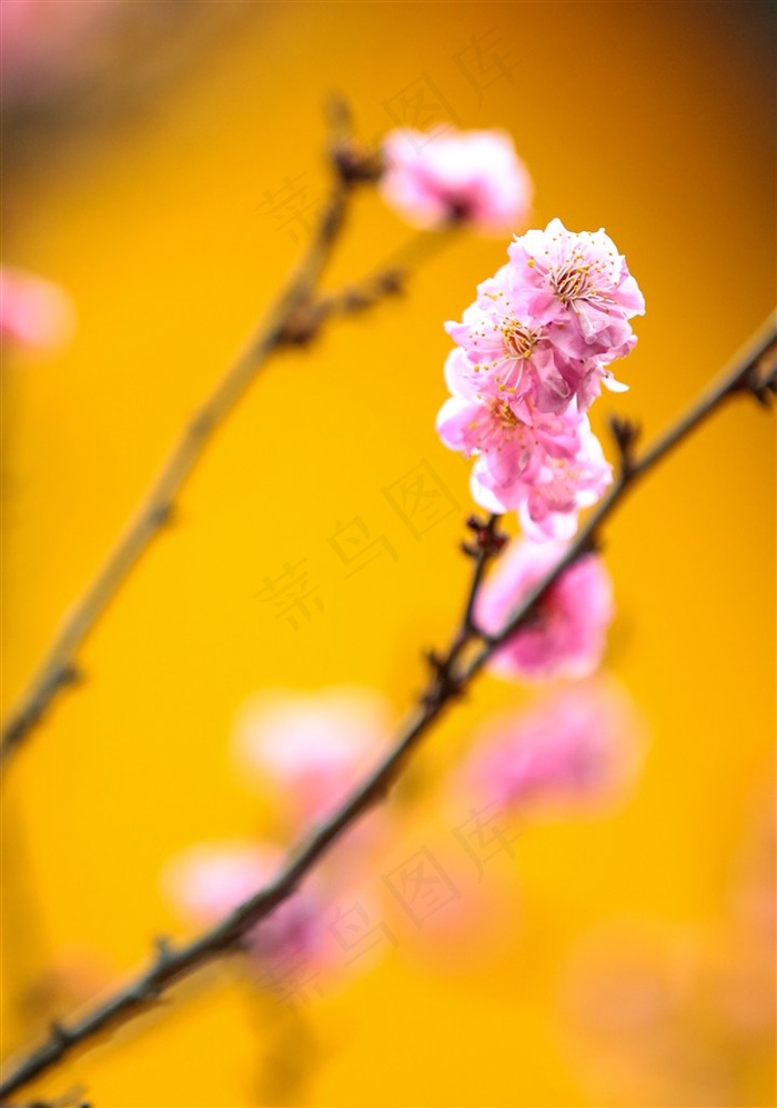 红色花卉特写