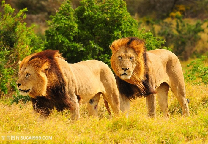 唯美野生动物凌乱的狮子图片