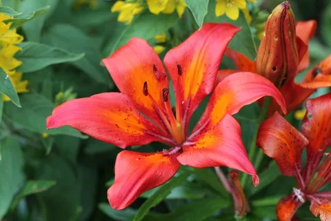 红色对兰花盛开图片 红色对兰花盛开图片