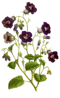 复古手绘植物花卉玫瑰花PNG免扣图案高清图片PS设计素材图